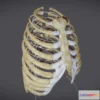 1527006 - PBR Game 3D Models - Ribcage With Thoracic Nerves 3D Max