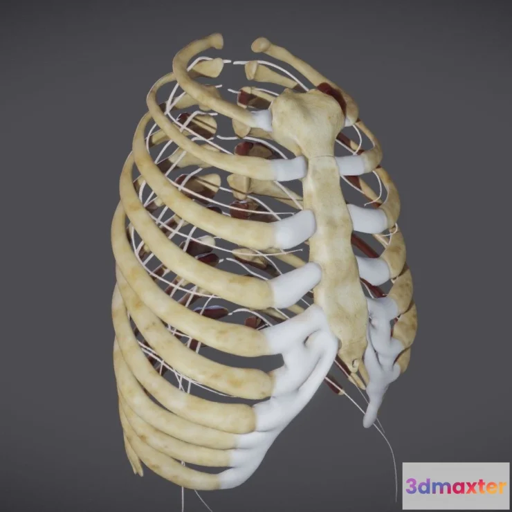 1527006 - PBR Game 3D Models - Ribcage With Thoracic Nerves 3D Max