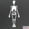 1527012 - PBR Game 3D Models - Richer Skeleton Simplified 3D Max