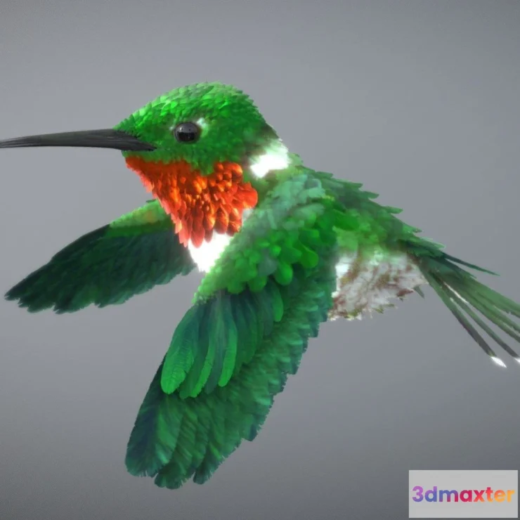 1527112 - PBR Game 3D Models - Ruby Throated Hummingbird 3D Max