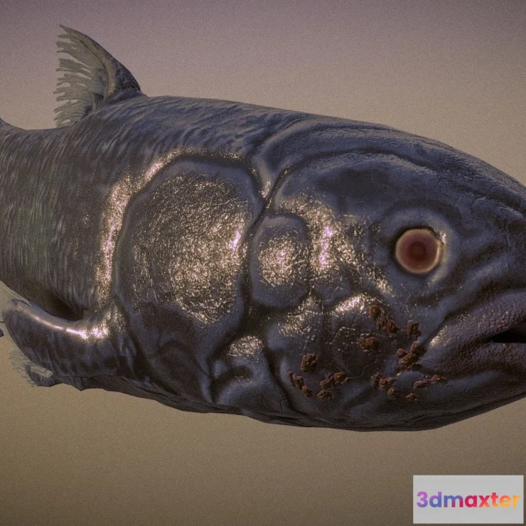 1527310 - PBR Game 3D Models - Coelacanth Fish 3D Max