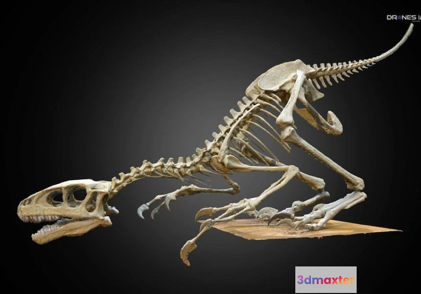 1527384 - PBR Game 3D Models - Dinosaur Skeleton Paris 3D Max