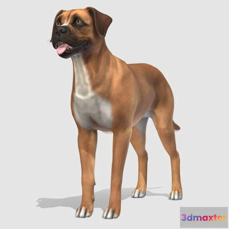 1527406 - PBR Game 3D Models - Dog Boxer 3D Max