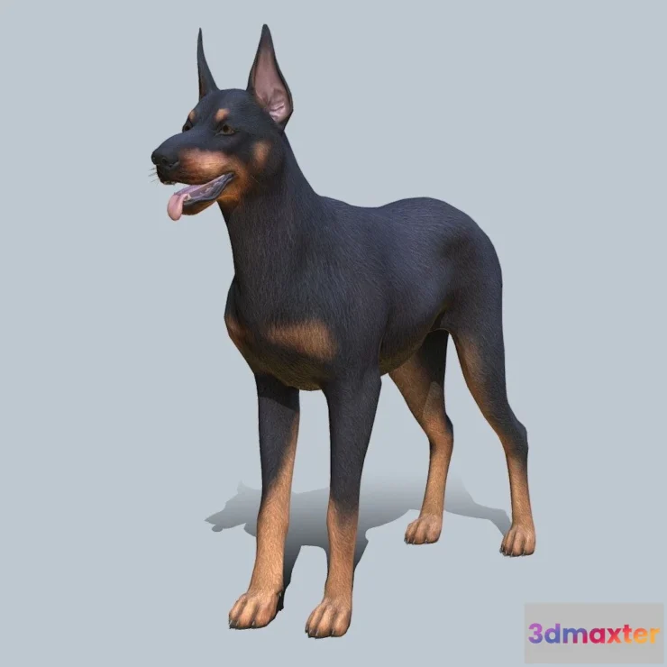 1527412 - PBR Game 3D Models - Dog Doberman V2 3D Max