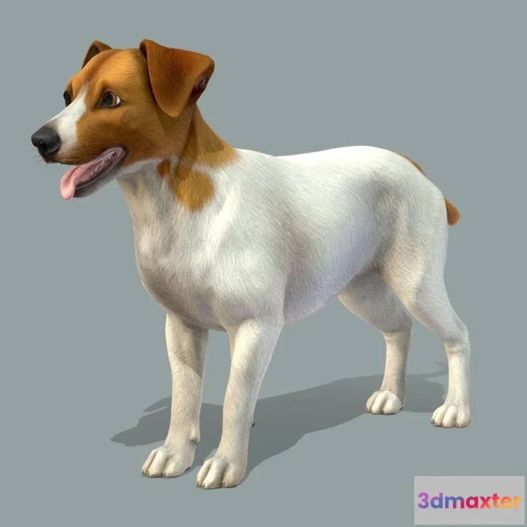 1527416 - PBR Game 3D Models - Dog Jack Russell Terrier V2 3D Max