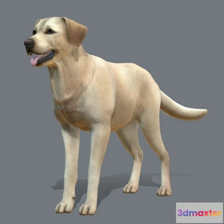 1527418 - PBR Game 3D Models - Dog Labrador V3 3D Max