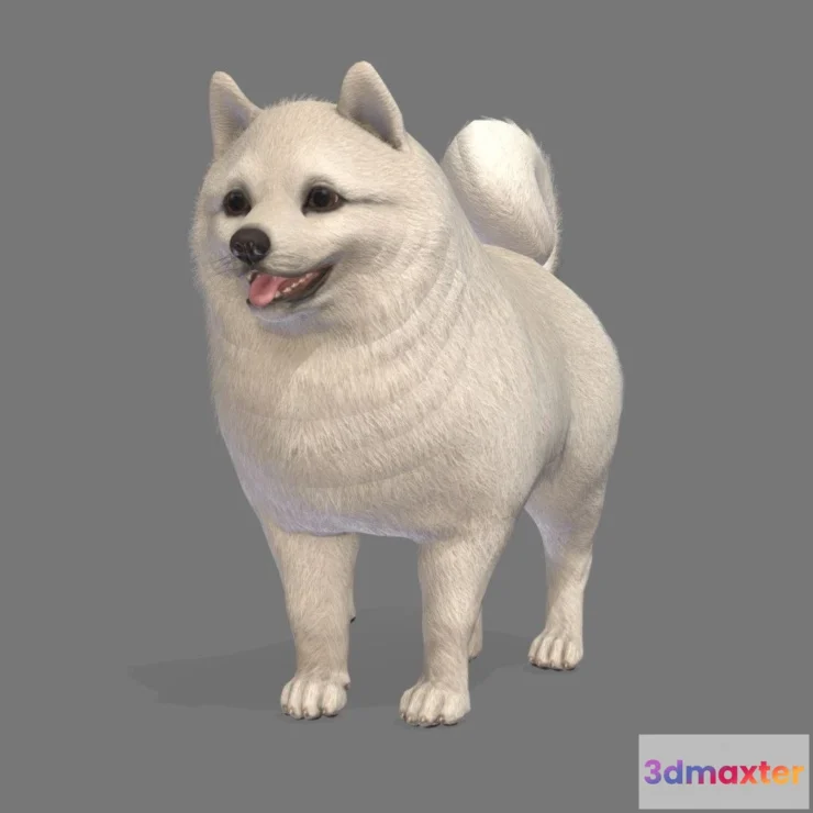 1527422 - PBR Game 3D Models - Dog Pomeranian Spitz 3D Max