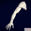 1527494 - PBR Game 3D Models - Ecorche Brazo Derecho Houdon 3D Max
