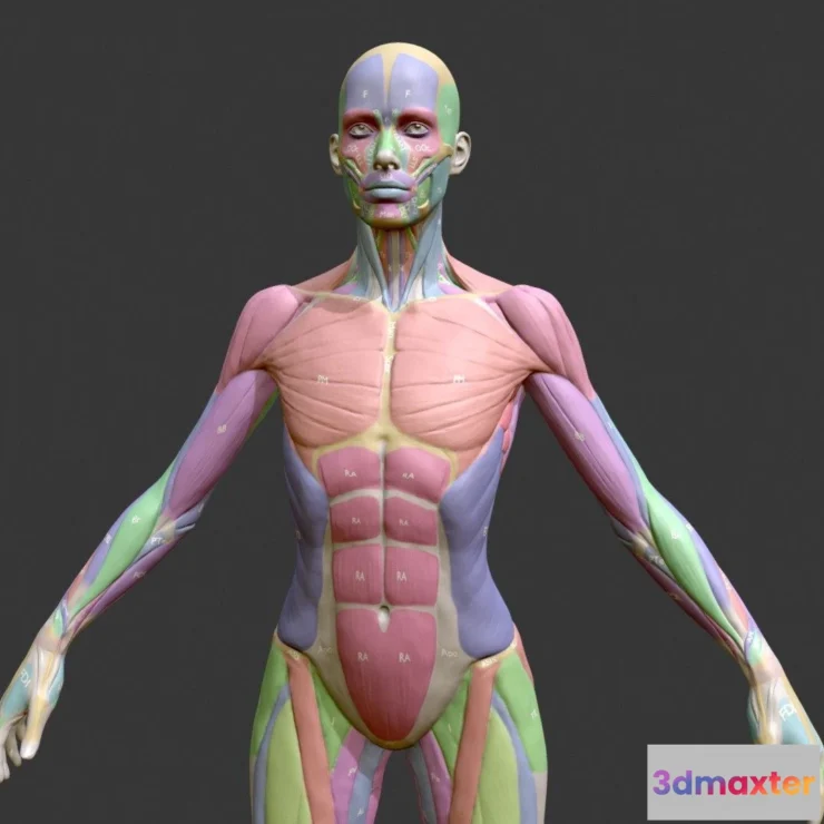 1527496 - PBR Game 3D Models - Ecorche Female Musclenames Anatomy 3D Max