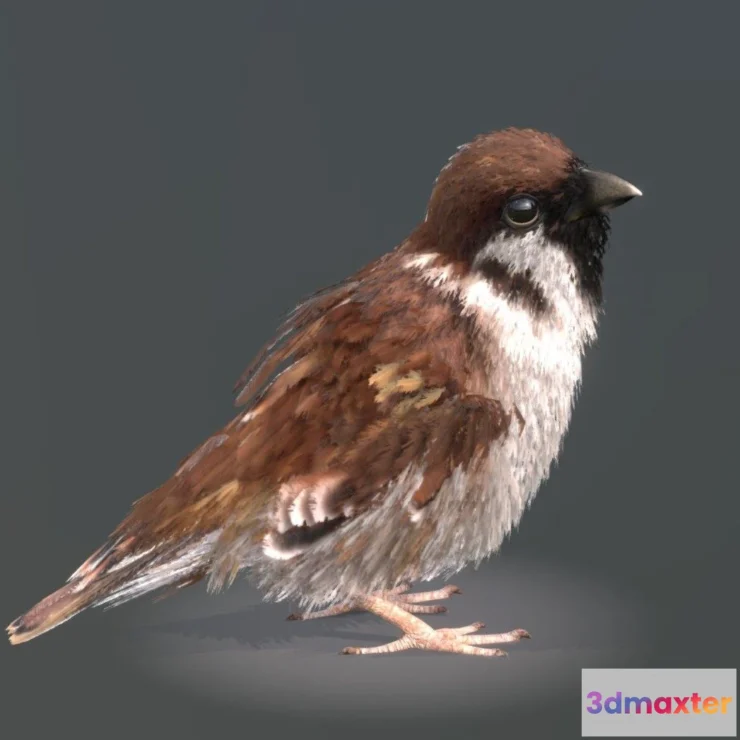 1527582 - PBR Game 3D Models - Eurasian Tree Sparrow 3D Max