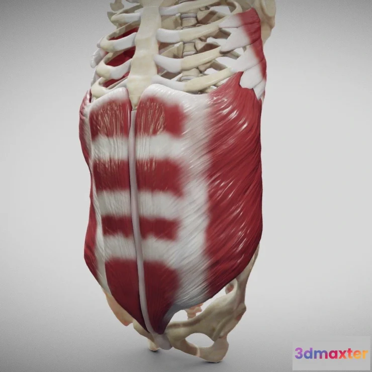 1527594 - PBR Game 3D Models - External Oblique And Linea Alba 3D Max