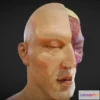 1527642 - PBR Game 3D Models - Facial Anatomy Layers 3D Max