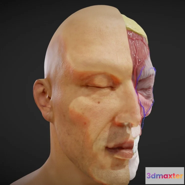 1527642 - PBR Game 3D Models - Facial Anatomy Layers 3D Max
