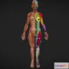 1527666 - PBR Game 3D Models - Female Anatomy 2 3D Max