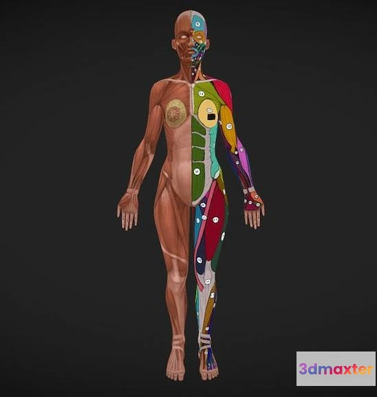 1527666 - PBR Game 3D Models - Female Anatomy 2 3D Max