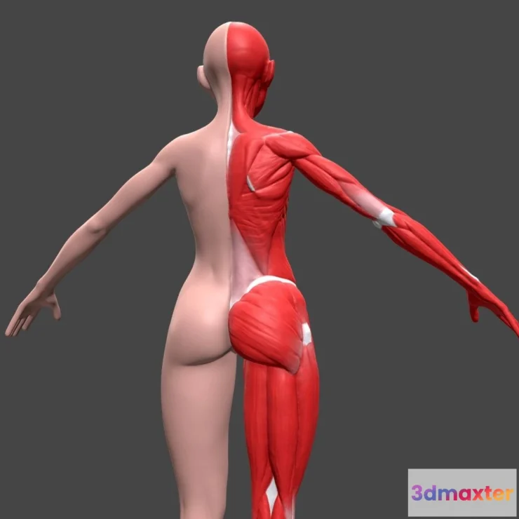 1527676 - PBR Game 3D Models - Female Body Anatomy 02 Ecorche 3D Max