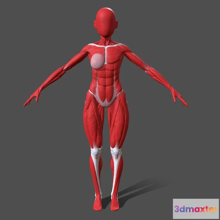 1527678 - PBR Game 3D Models - Female Body Anatomy Ecorche 3D Max