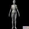 1527688 - PBR Game 3D Models - Female Ecorche 3D Max