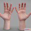 1527696 - PBR Game 3D Models - Female Hands 3D Max