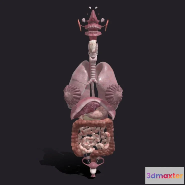1527708 - PBR Game 3D Models - Female Internal Organs 3D Max