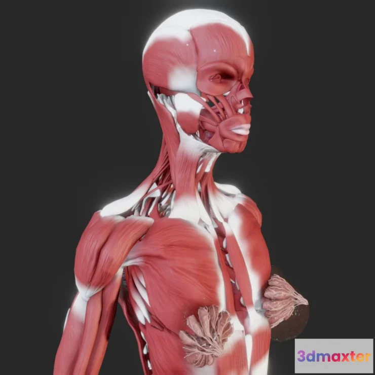1527718 - PBR Game 3D Models - Female Muscular System 3D Max