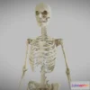 1527724 - PBR Game 3D Models - Female Skeletal System Skeleton 3D Max