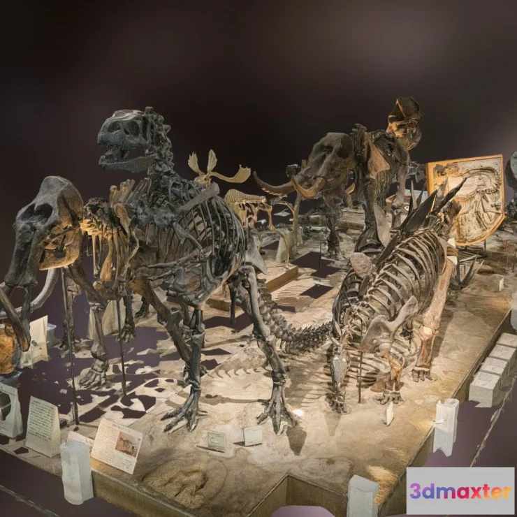 1527840 - PBR Game 3D Models - Fossils At Osaka Museum Of Natural History Scan 3D Max