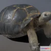 1527918 - PBR Game 3D Models - Galapagos Giant Tortoise 3D Max