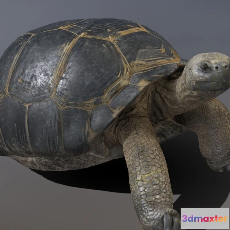 1527918 - PBR Game 3D Models - Galapagos Giant Tortoise 3D Max