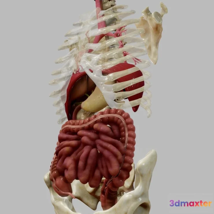 1527944 - PBR Game 3D Models - Gastrointestinal Tract 3D Max