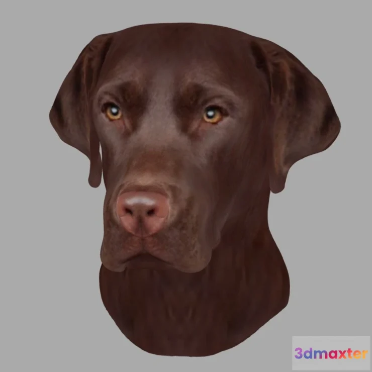 1527998 - PBR Game 3D Models - Printable Brown Labrador Head Wall Mount 15 Cm 3D Max