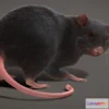 1528048 - PBR Game 3D Models - Rat Rigged Animated Pbr Real Time Fur 3D Max