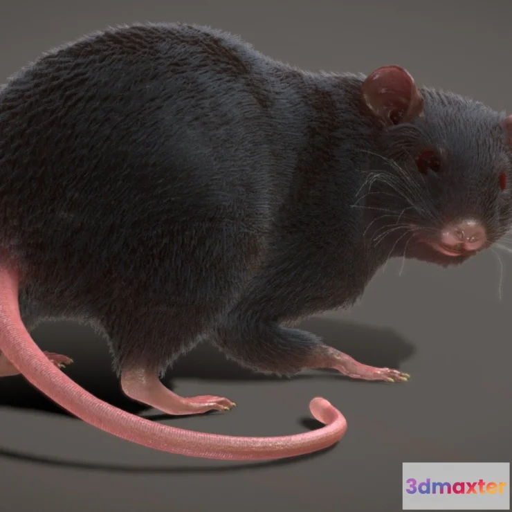 1528048 - PBR Game 3D Models - Rat Rigged Animated Pbr Real Time Fur 3D Max