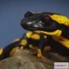 1528128 - PBR Game 3D Models - Salamander 3D Max