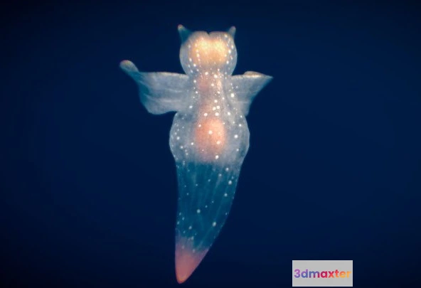 1528268 - PBR Game 3D Models - Sea Angel 3D Max