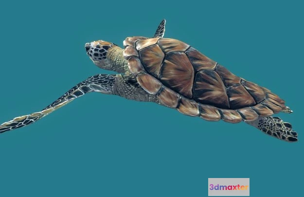 1528270 - PBR Game 3D Models - Sea Green Turtle 3D Max