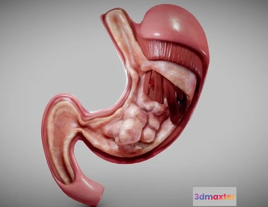 1528418 - PBR Game 3D Models - Stomach Cancer 3D Max