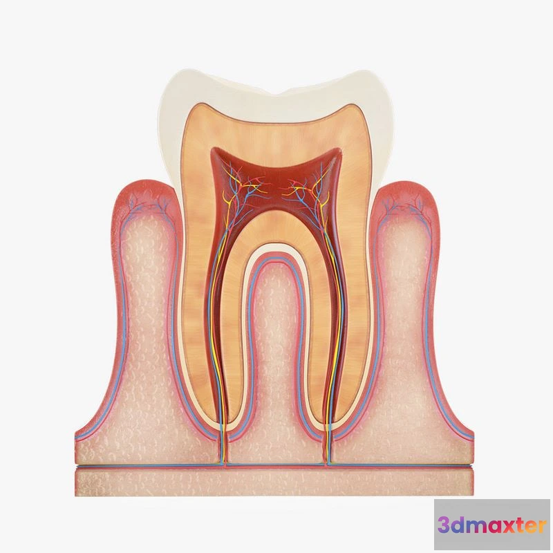 1528568 - PBR Game 3D Models - Tooth Anatomy vs Gumline 3D Max