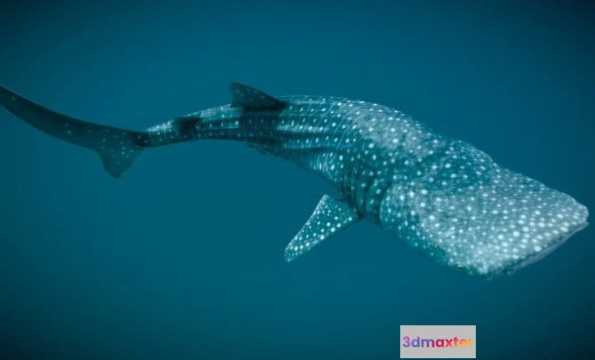 1528758 - PBR Game 3D Models - Whale Shark 3D Max