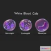 1528762 - PBR Game 3D Models - White Blood Cells 3D Max