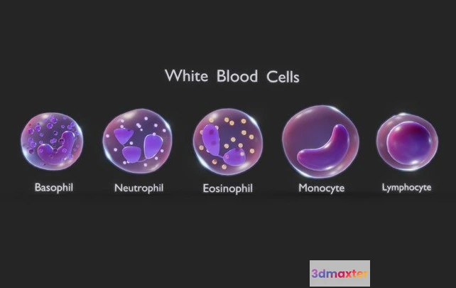 1528762 - PBR Game 3D Models - White Blood Cells 3D Max