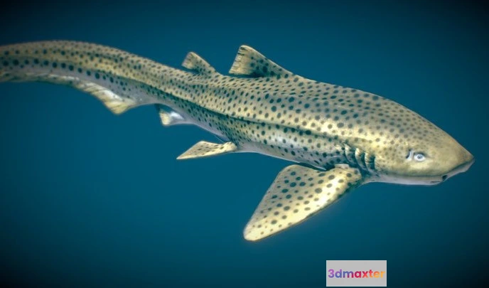 1528812 - PBR Game 3D Models - Zebra Shark 3D Max