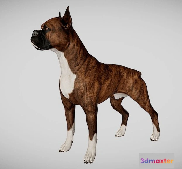 1528976 - PBR Game 3D Models - Boxer Dog 3D Max