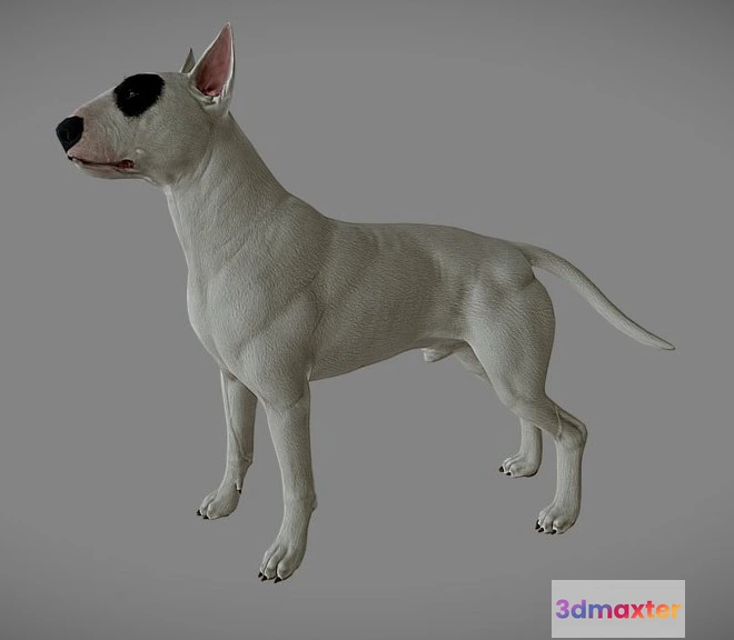 1528984 - PBR Game 3D Models - Bull Terrier 3D Max