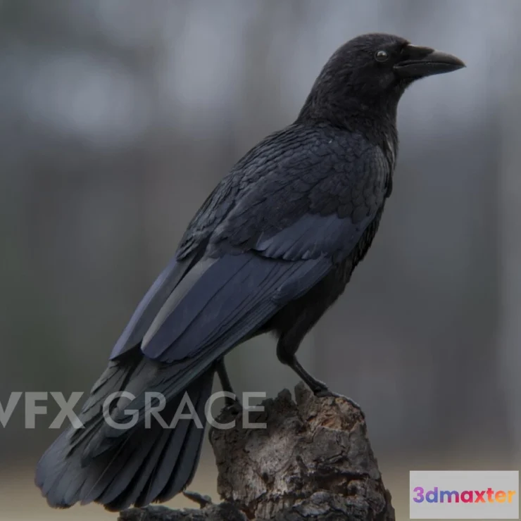 1529010 - PBR Game 3D Models - Carrion Crow Animation 3D Max