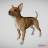 1529034 - PBR Game 3D Models - Chihuahua 3D Max