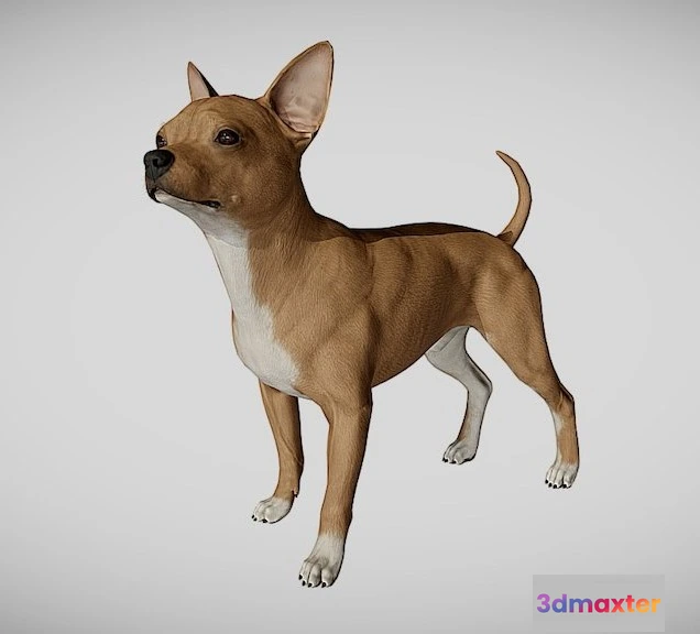 1529034 - PBR Game 3D Models - Chihuahua 3D Max