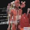 1529050 - PBR Game 3D Models - Complete Human Anatomy 3D Max
