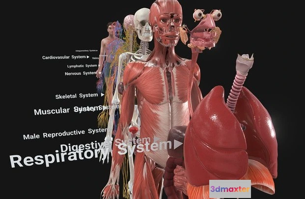 1529050 - PBR Game 3D Models - Complete Human Anatomy 3D Max