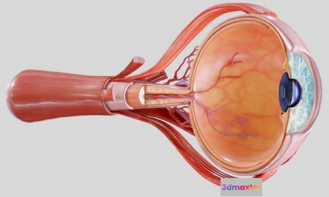 1529072 - PBR Game 3D Models - Cross Section Eye Anatomy 3D Max